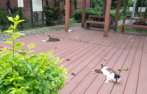 萬興里社區小公園的浪貓,一度多達20隻,先後被愛媽收編或送養,現在只剩5隻。 呂幼綸/攝