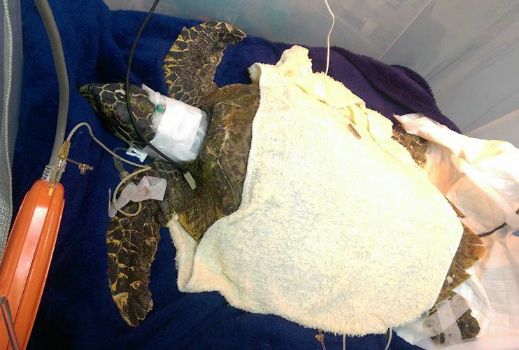 傷龜必須吃好料，飼料費出人意料的高，而醫療費用更是不得了。海洋生態暨保育研究室/提供