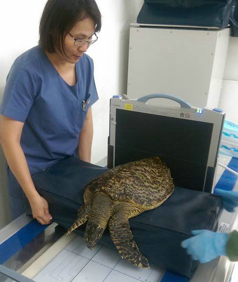 傷龜一到動物醫院，血液檢查和X光攝影都是必要的基礎檢查，費用自然從  5000元起跳。海洋生態暨保育研究室/提供