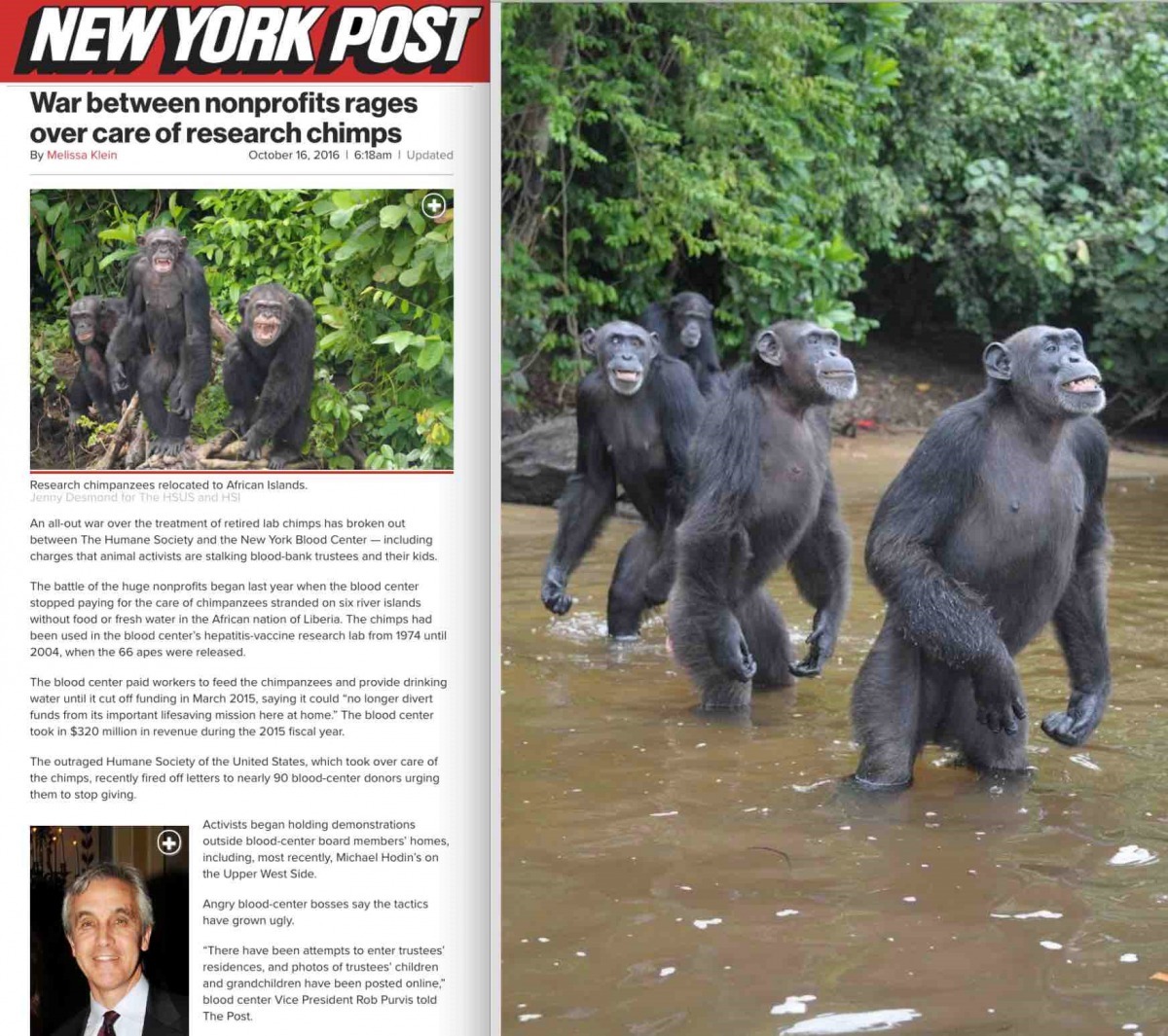 實驗猩猩被放置在賴比瑞亞小島上任其自生自滅。蘇菲/提供