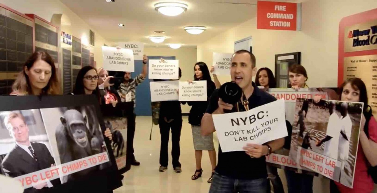 動保人士在紐約捐血中心大廳抗議其不人道對待實驗猩猩的行為。蘇菲/提供