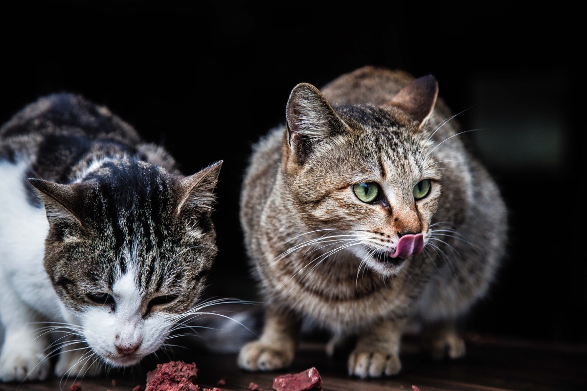 猴硐浪貓的餵食人除了當地居民，更有著外來的愛貓人。 程培源/提供