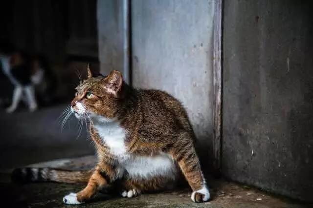 棄養何時休？猴硐浪貓的隻數已衝到274隻，現有的照顧人力和各項資源都面臨考驗。程培源/提供