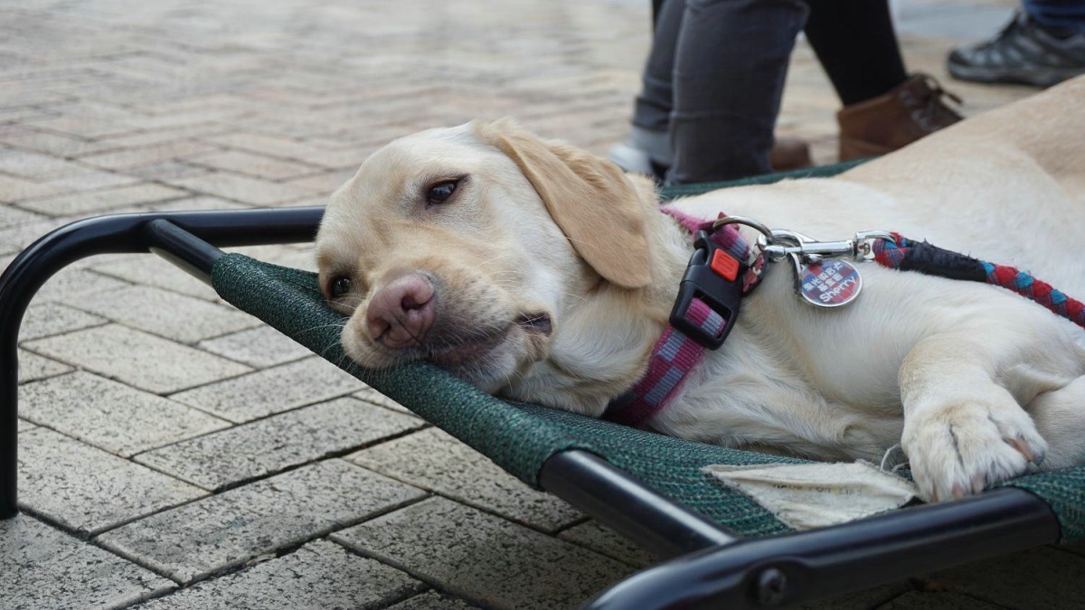 想要看我嗎?新北市、北市和台中市的朋友，請留意時間和地點哦！ 惠光導盲犬學校/提供