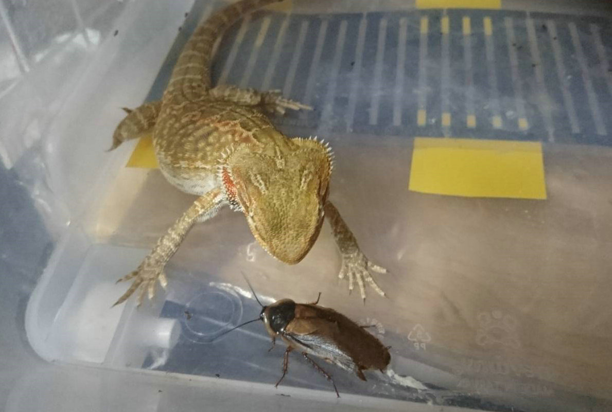 各種動物的食性不同，爬蟲類的守宮、蜥蝪也喜食活體昆蟲。周聰吉/提供