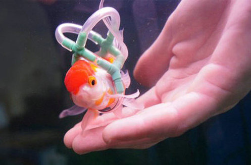 英國工人萊頓為心愛金魚「愛因斯坦」研製的輪椅,更像是救生衣。取自 Earthporm.com