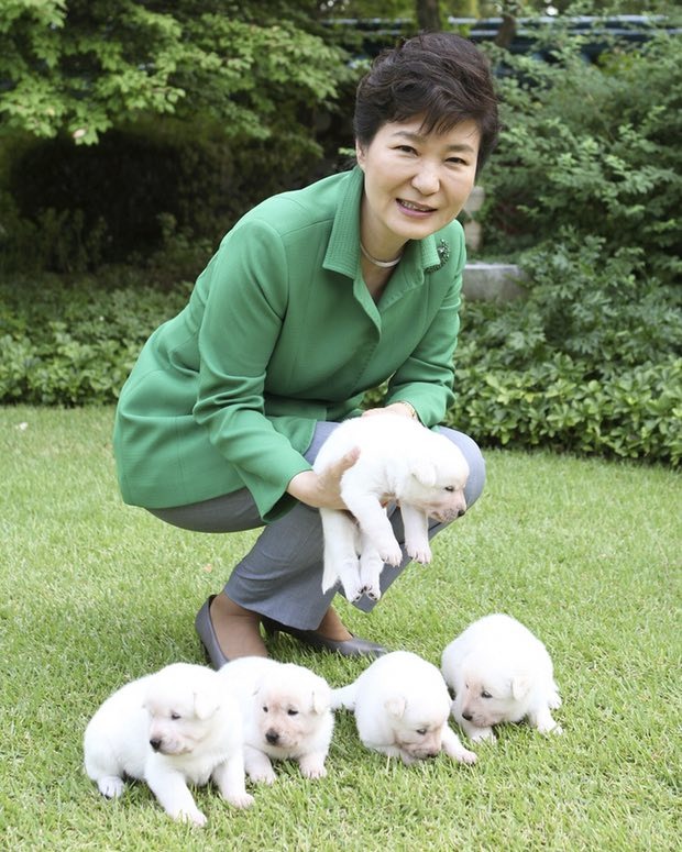 朴槿惠在2013年獲贈一對珍島犬，牠們在2015年生下5隻小狗，也成為朴槿惠打形象、贏人心的利器。  取自朴槿惠臉書