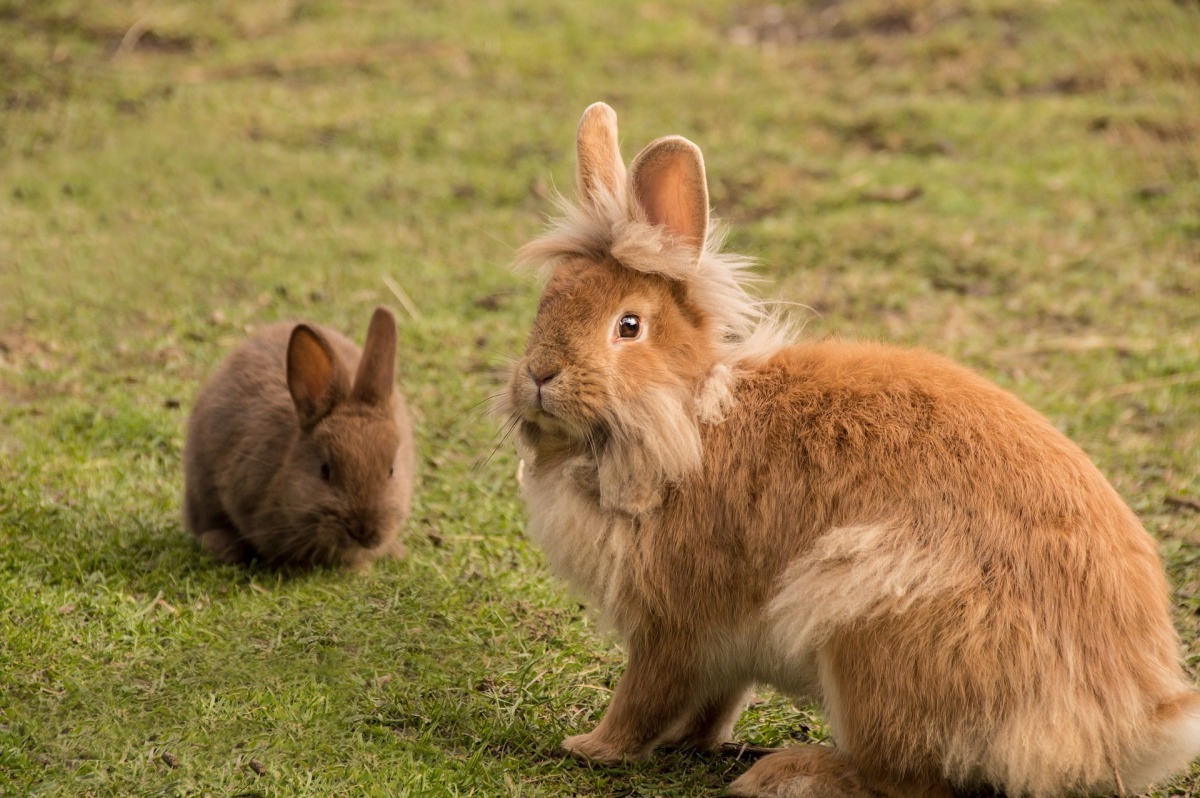 寵物兔適合的環境溫度約攝氏18-25度，台灣的夏天對牠們來說往往過熱。 HutchRock／提供
