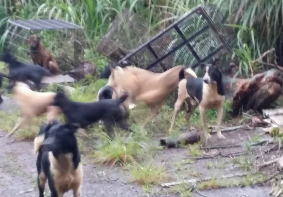 新北市再次發生棄犬案，這次可不是不法繁殖場的老病品種犬，而是一群米克斯。  新北市動保處/提供