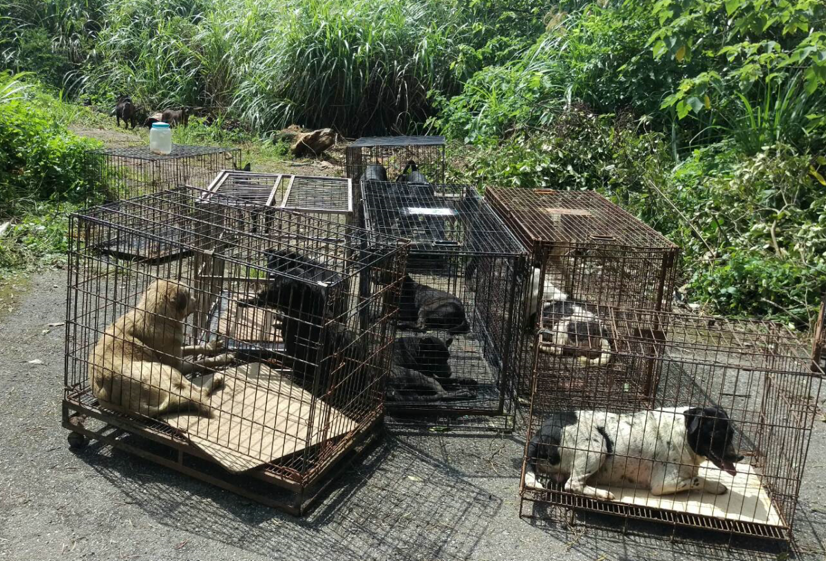 新北市動保處估算這批被棄犬隻在40至50隻，已帶回15隻，其他的仍待誘捕。新北市動保處/提供