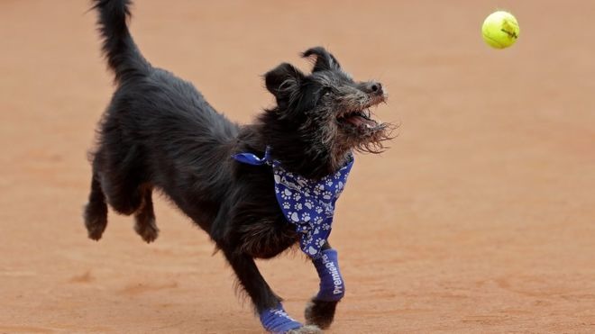 今年球僮犬繫的是滿佈狗爪圖案的藍色領巾，模樣可愛。  取自《太陽報》