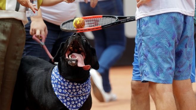 玩球，對狗來說應是擋不住的誘惑，如何讓狗狗撿到球之後，甘願放棄玩樂的機會，把球交給球員，就是訓犬師面對的高難度考驗。 取自《太陽報》