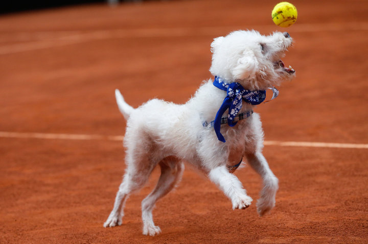 這次擔任球僮犬的分別是Cindy、 Nanda、 Pretinha、 Mia、 Arlete 和 Ovelha，媒體推測牠們很快就能找到好人家。 取自huffingtonpost.com