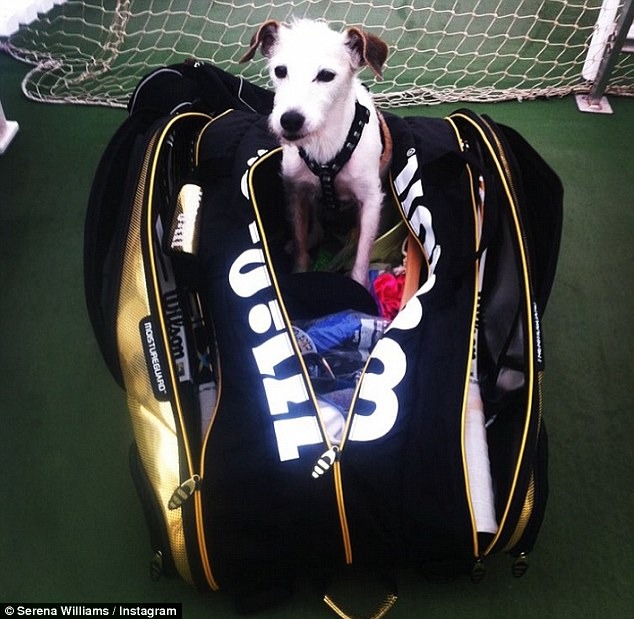 小威廉絲在2015年年底曾痛失心愛的毛孩Jackie，之前Jackie常陪她征戰各式錦標賽。 取自《每日郵報》