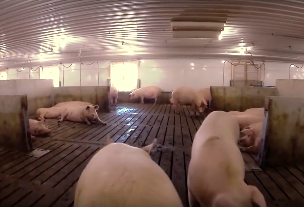 歐盟在2013年，以空間廣闊、母豬可以和同伴互動的群養方式，取代母豬狹檻。 台灣動物社會研究會/提供