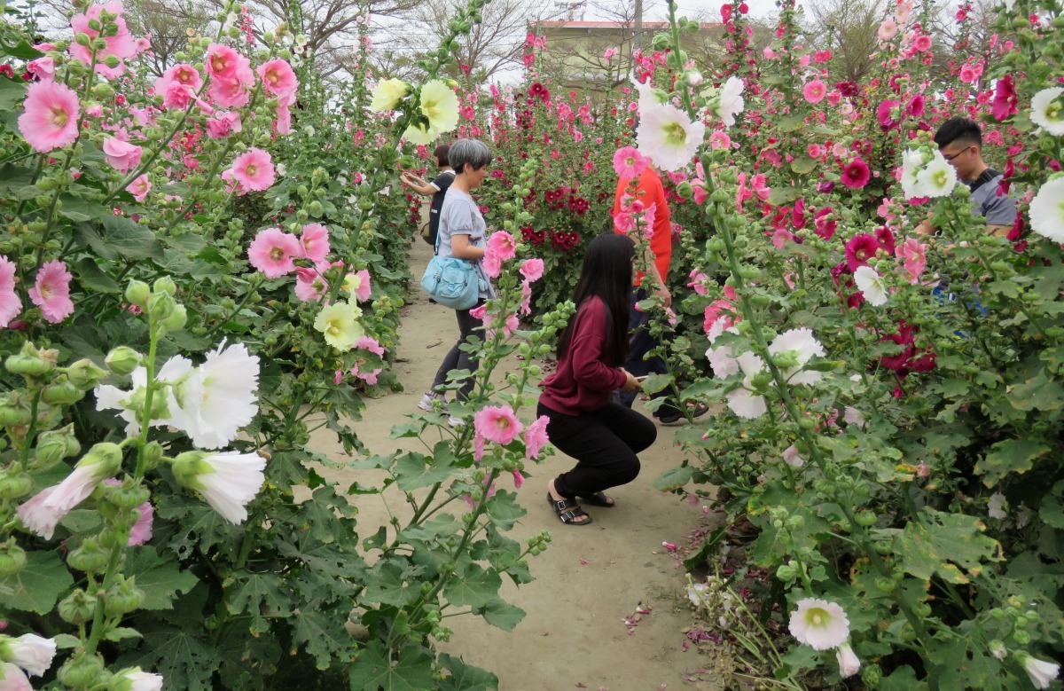台南市「唸戀學甲」蜀葵花文化節正在展開，蜀葵花團錦簇，遊客穿梭賞花拍照。高維奇/攝