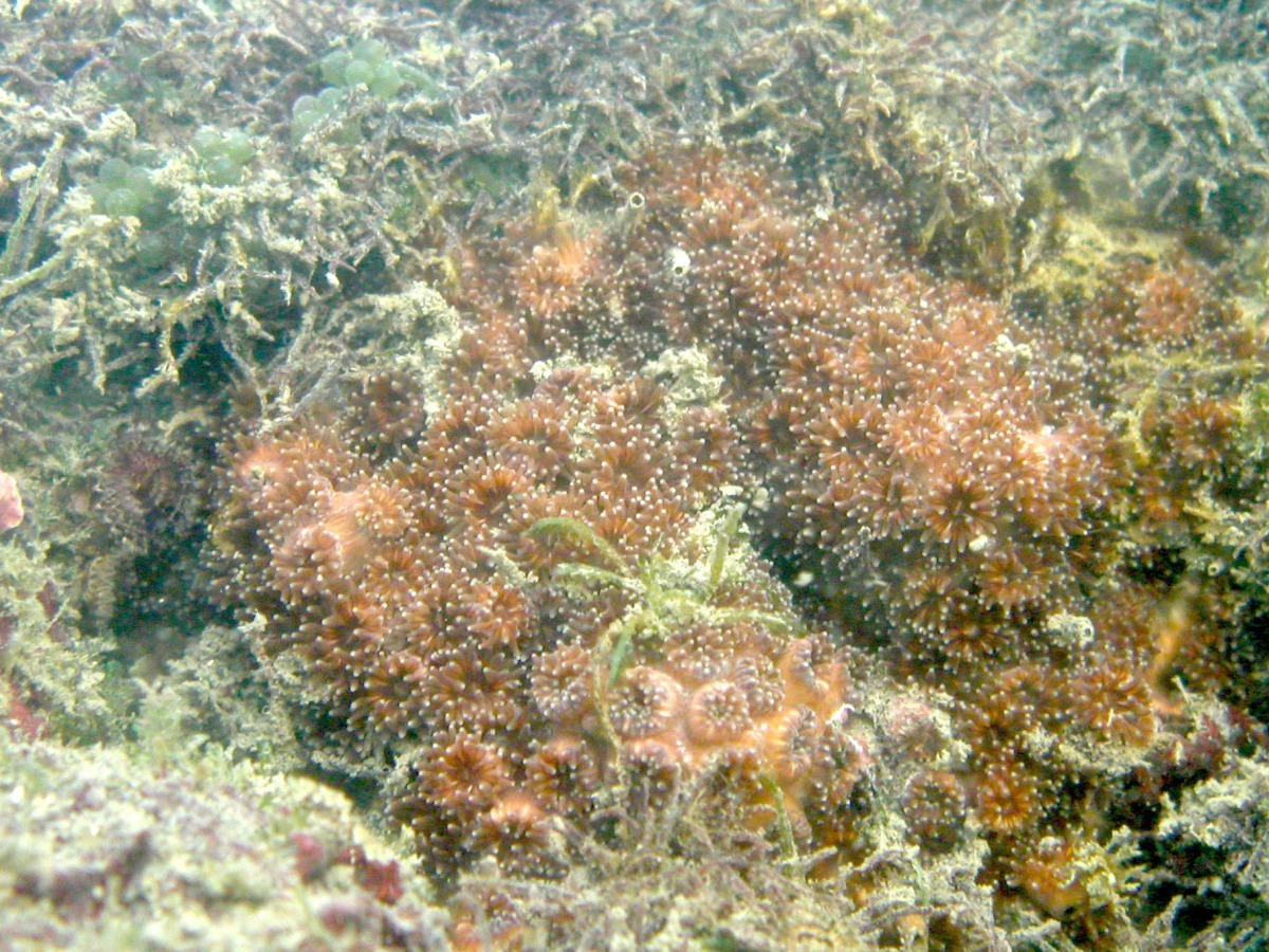 柴山多杯孔珊瑚已少於50個群體，被新增為瀕臨絕種的野生動物。　林務局/提供 (陳昭倫/攝)