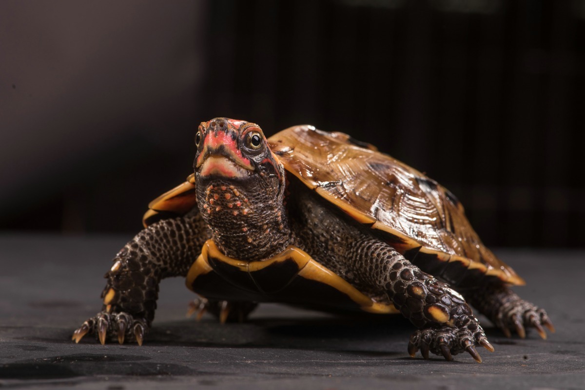 琉球地龜僅分布於日本，主要威脅為棲地縮減和破碎化。　林務局/提供