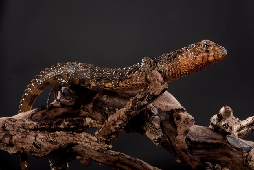 瑤山鱷蜥分布於中國大陸，遭到大量非法收購和捕捉。 林務局/提供