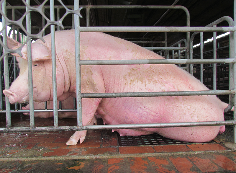 拖著肚子的懷孕母豬在侷促的狹檻內，站也不是、躺也不是，這樣的情景幾時才能自台灣消逝？ 台灣動物社會研究會/提供