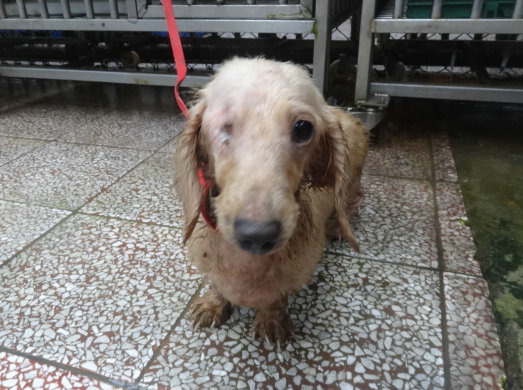 這隻臘腸犬不僅眼睛傷殘，皮膚情況也不佳。 新北市動保處/提供