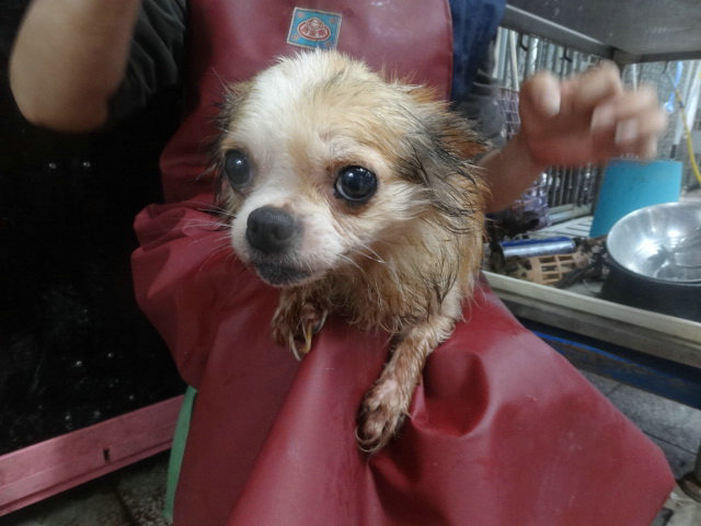 17隻被不法繁殖場分批丟包的狗，目前都在新店動物之家獲得良好照顧。 新北市動保處/提供