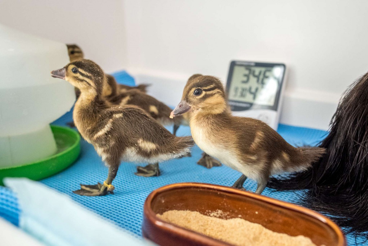 在沒有親鳥覓食帶領下，必須將雛食的食物磨成粉狀或將蔬菜切至細碎。台北市立動物園/提供