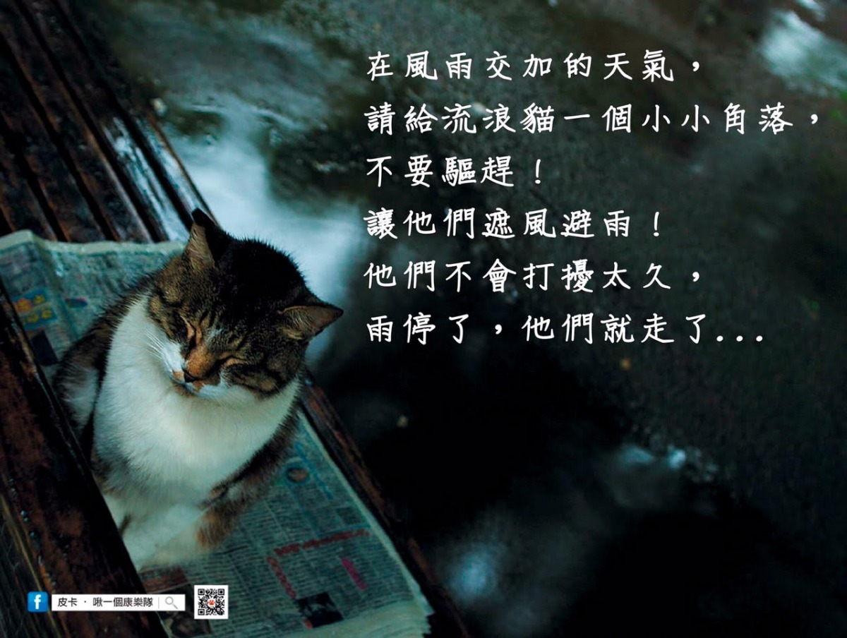 「皮卡，啾一個康樂隊」中途貓屋推廣「善待流浪動物」的理念。 蘇菲/提供