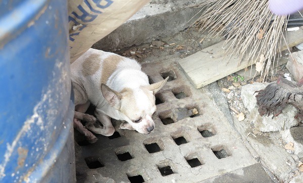 傷病犬不一定是飼主惡性遺棄，也可能是走失流浪的。 蕭士塔/攝