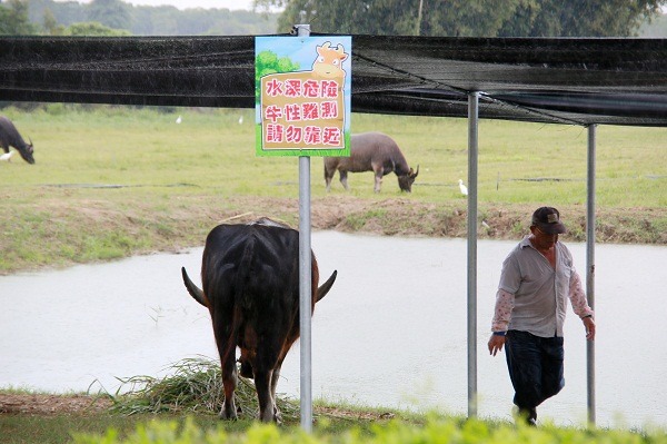 台南市「老牛之家」的泡澡池加大，有效消暑解熱，同時在水池邊架設遮陰棚。    蕭士塔/攝