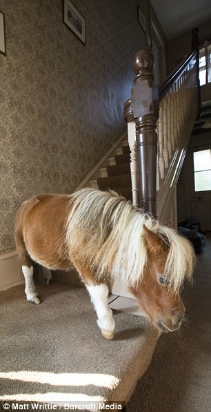 Acer喜歡在家裡到處走。　取自英國《每日郵報》