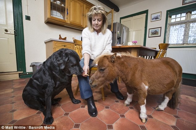 Acer的體型幾乎和拉不拉多一樣。　取自英國《每日郵報》