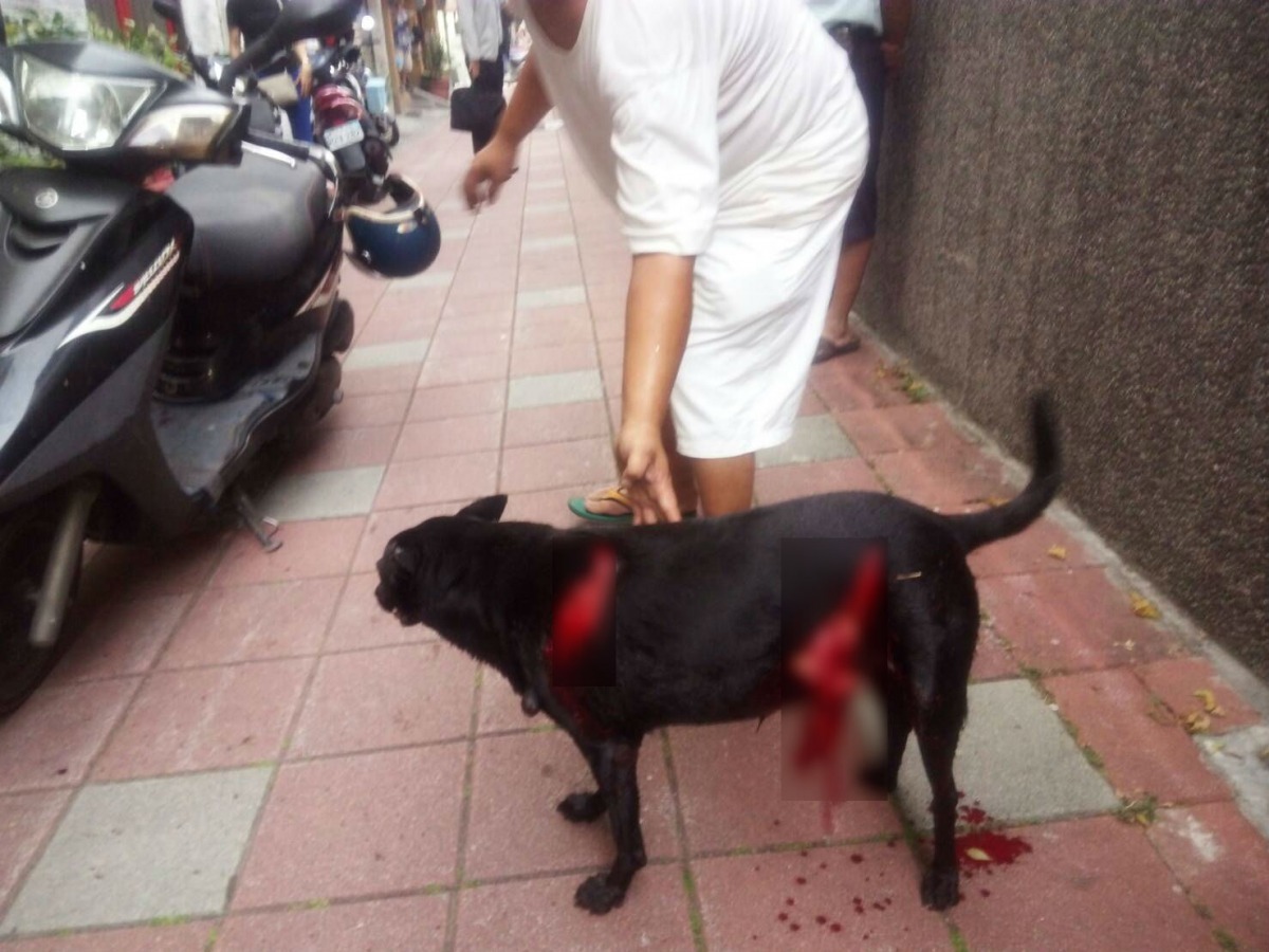 被老翁持西瓜刀砍殺的家犬，肚破腸流，傷勢非常嚴重。台南市動保處/提供