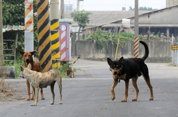 勿放任家犬遊蕩咬傷人或妨礙交通造成損害等，飼主也要負法律責任。 蕭士塔/攝