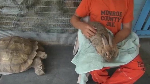 有珍稀動物作伴，還能觸撫可愛動物，這樣的服刑和矯治行為方式很讚喔。 YouTube截圖