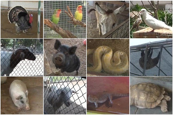 這座動物園裡有150種以上的動物，看你說不說得出牠們各是什麼？　 YouTube截圖