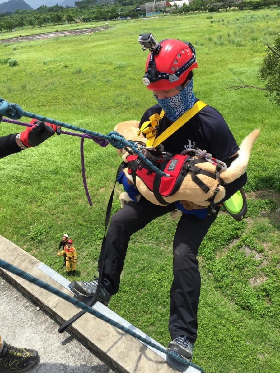 犬隻及領犬員繩索下降訓練,是一般民眾難得看見的一幕。 周聰吉/提供