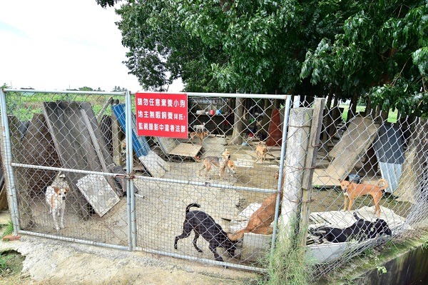 侯媽媽狗場因陋就簡，環境亟待改善。   許森茂/攝