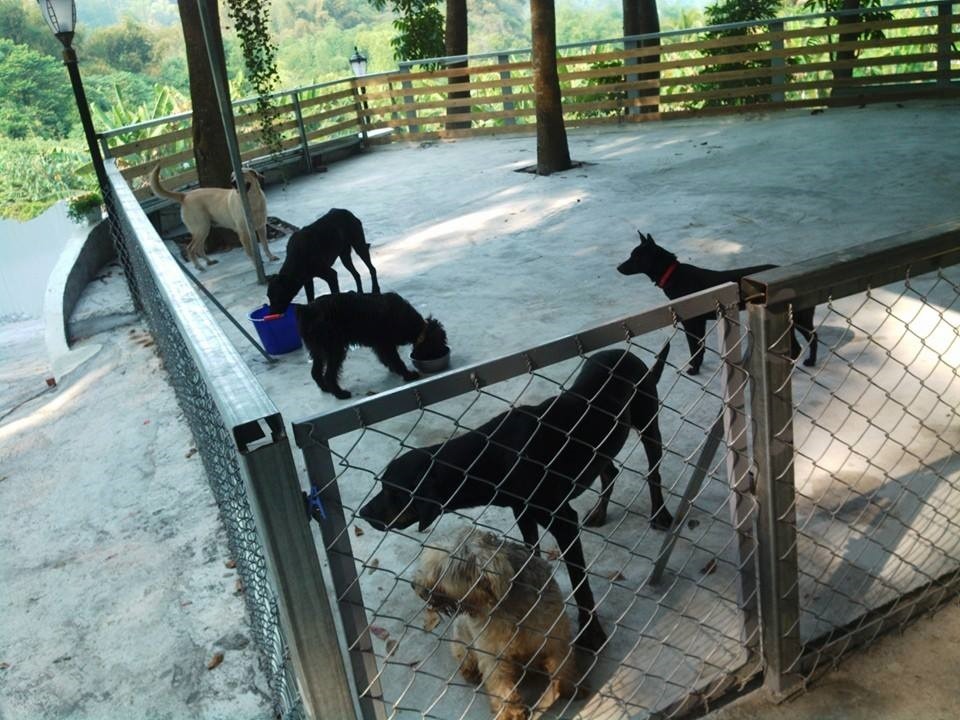 首批６隻體形不一的狗狗,在元旦入住,為素食狗場揭開序幕。　　照生會/提供