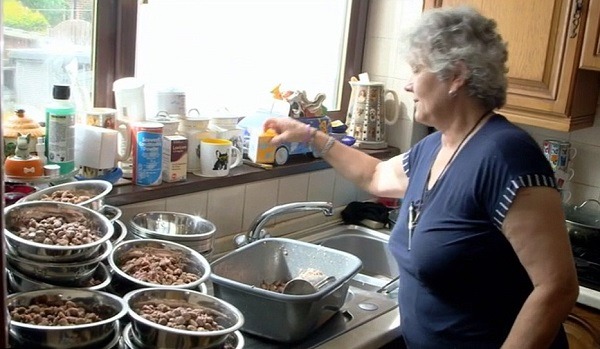 一餐製作41份不同口味的狗食,加上清洗食盆,花費琳恩不少時間。 取自網路