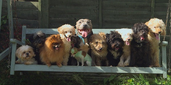 艾咪的一打狗排排坐。 取自網路