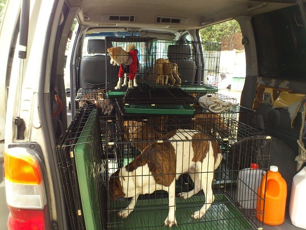 熬過十二夜免於安樂死的流浪犬要去民間收容所了。  許森茂/攝
