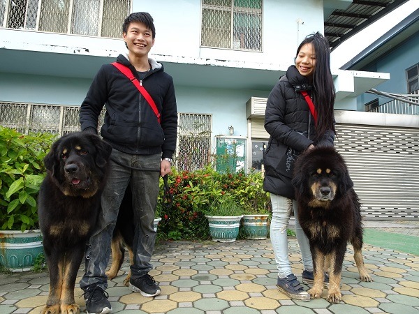 莊雅婷偕友人到台南灣裡動物之家，認養日前被棄養又歷經退養的藏獒(右)。  蕭士塔/攝