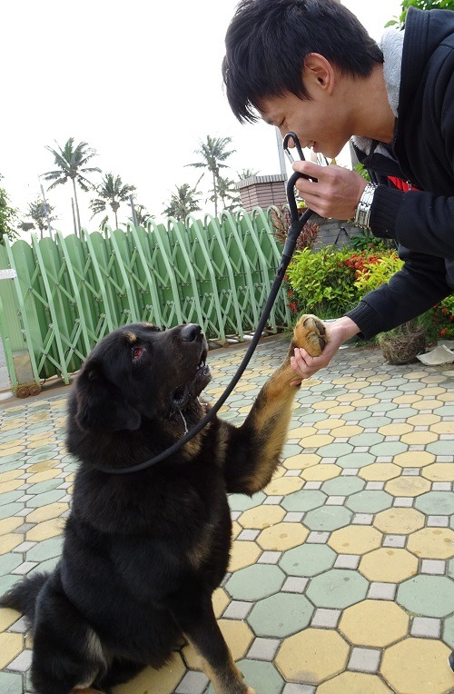 莊雅婷之前收容飼養的藏獒也南下，會和人握手和表演「裝死」，非常乖巧溫和。  蕭士塔/攝