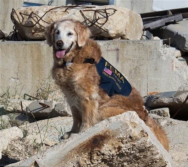 英姿煥發的Bretagne，牠直到10 歲才從搜救犬崗位上退休。取自網路