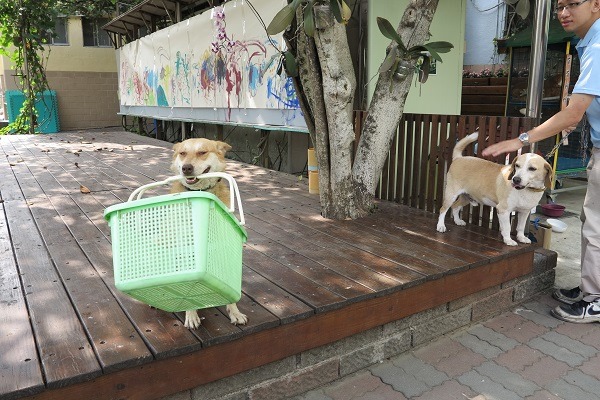 阿財表演咬菜籃後，果然讓米格刮目相看。 蕭士塔/攝