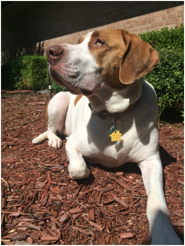 重達52公斤的阿狗,不僅舉止優雅,而且吃相「淑女」。 何昱文/提供