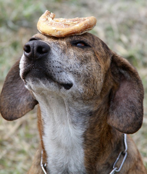頭頂食物，當然不是搜救犬的訓練功課，但原本要被送養的搜救犬阿六，意外學得這一招。  周聰吉/提供