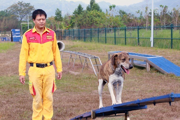 在搜救犬隊服役了6年，阿六直到退役前仍表現亮眼。 周聰吉/提供