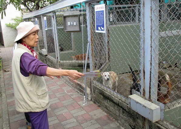 許瑞娟從93年在灣裡動物之家擔任認養解說志工迄今。 蕭士塔/攝